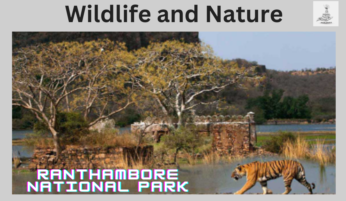 Wildlife Sanctuary Beauty - Ranthambore National Park