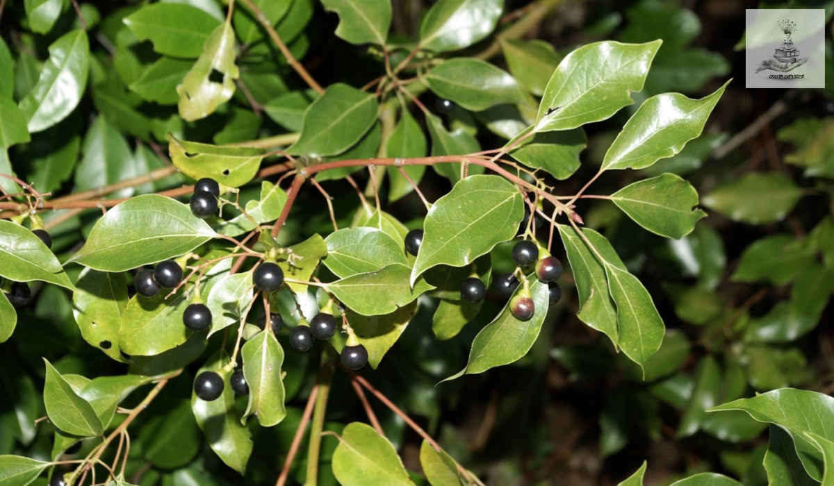 Aromatic camphor tree leaves and berries