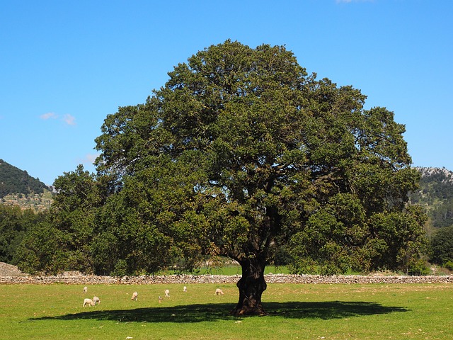 Camphor tree with glossy green leaves and small berries