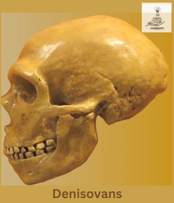 Discover the Denisovans, an ancient human relative known from genetic evidence. They lived in Asia over 50,000 years ago, leaving a genetic legacy in modern humans.