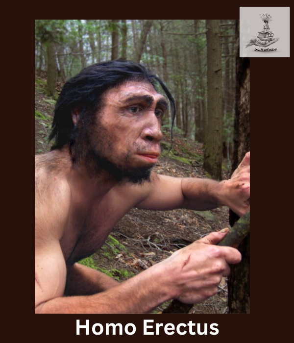 Discover Homo Erectus, an ancient human species that roamed the Earth around 1.9 million to 70,000 years ago. They were pioneers in migration and tool-making.