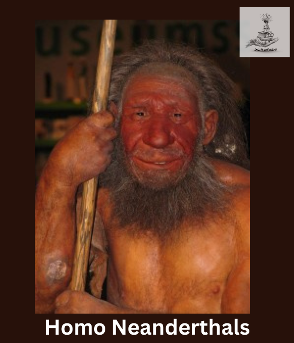 Meet the Neanderthals, an ancient human species that lived in Eurasia from around 400,000 to 40,000 years ago. Known for their robust build and tool-making abilities, they were our close relatives in human evolution.