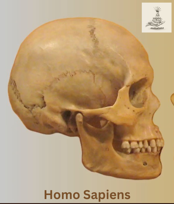 Meet Homo Sapiens, the modern human species that emerged around 300,000 years ago. With complex societies and advanced technology, they dominate the planet today.